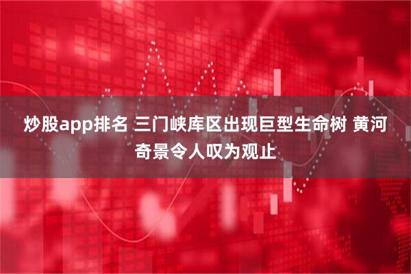 炒股app排名 三门峡库区出现巨型生命树 黄河奇景令人叹为观止